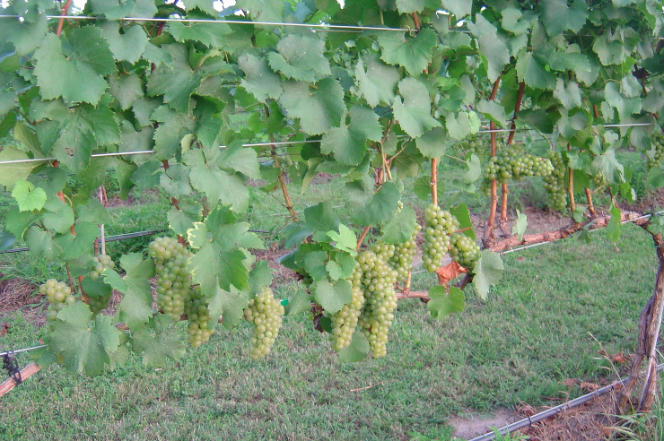 Chardonnay grapevine from Piney Grove Vineyard in Kent County, eastern shore Maryland