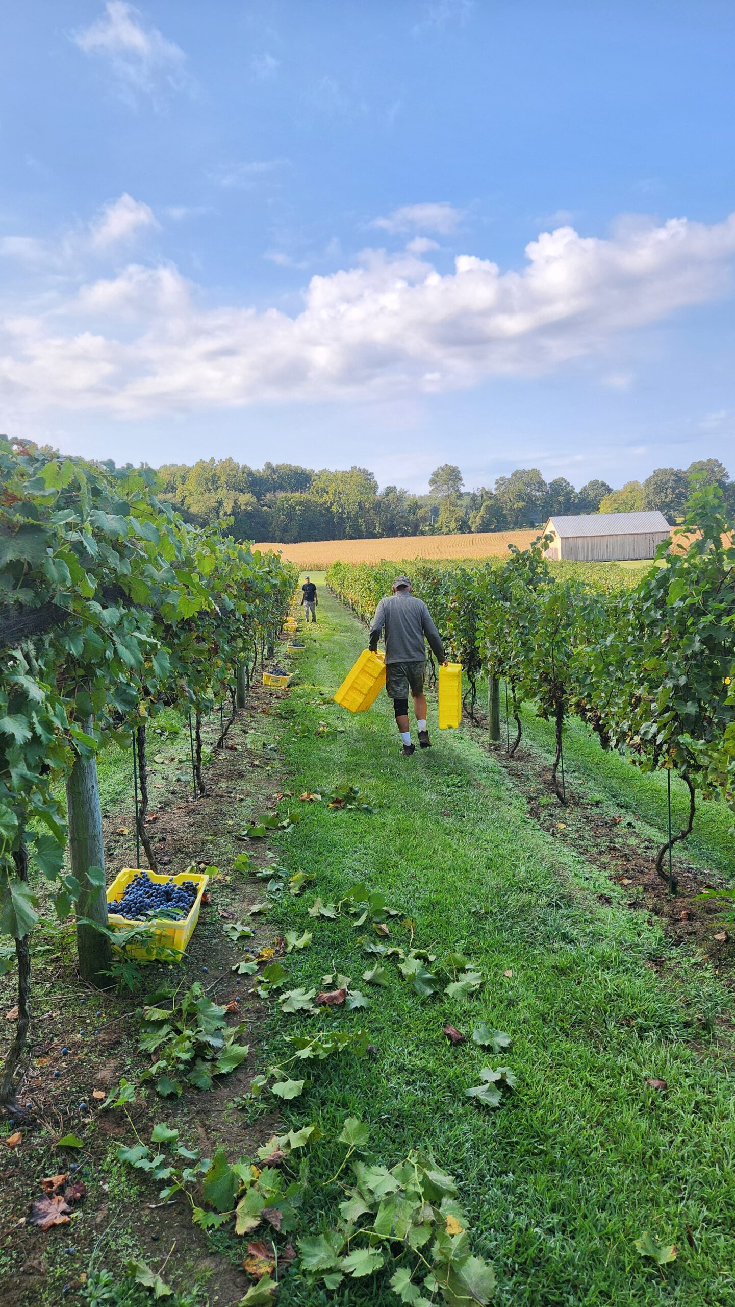 Vineyard workers harvesting grapes at Port of Leonardtown Winery under a blue sky.